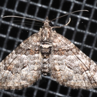 Phrissogonus laticostata (Apple looper moth) at Rosedale, NSW - 30 Aug 2019 by jbromilow50