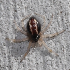 Euryopis umbilicata (Striped tick spider) at ANBG - 3 Sep 2019 by TimL