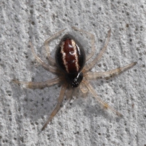 Euryopis umbilicata at Hackett, ACT - 3 Sep 2019 12:07 PM