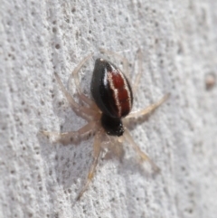 Euryopis umbilicata at Hackett, ACT - 3 Sep 2019