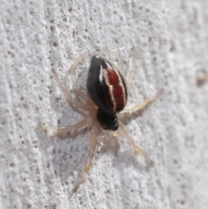 Euryopis umbilicata at Hackett, ACT - 3 Sep 2019 12:07 PM