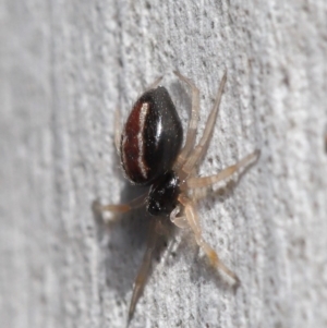 Euryopis umbilicata at Hackett, ACT - 3 Sep 2019 12:07 PM