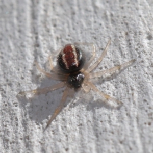 Euryopis umbilicata at Hackett, ACT - 3 Sep 2019 12:07 PM