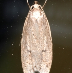 Eulechria convictella (Eulechria convictella) at Rosedale, NSW - 30 Aug 2019 by jb2602