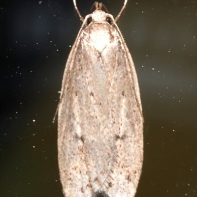 Chezala privatella (A Concealer moth) at Rosedale, NSW - 30 Aug 2019 by jb2602