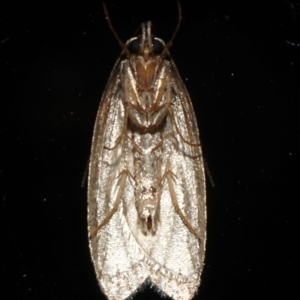 Eulechria convictella at Rosedale, NSW - 30 Aug 2019 11:16 PM