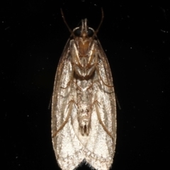 Eulechria convictella at Rosedale, NSW - 30 Aug 2019 11:16 PM