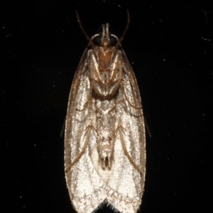 Eulechria convictella at Rosedale, NSW - 30 Aug 2019 11:16 PM