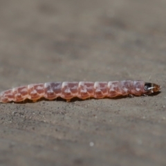 Lepidoptera unclassified IMMATURE moth at Hackett, ACT - 3 Sep 2019