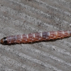 Lepidoptera unclassified IMMATURE moth at Hackett, ACT - 3 Sep 2019