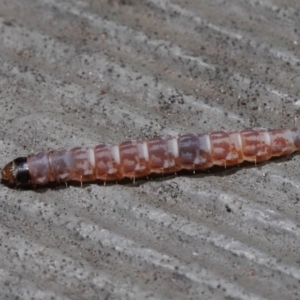 Lepidoptera unclassified IMMATURE moth at Hackett, ACT - 3 Sep 2019