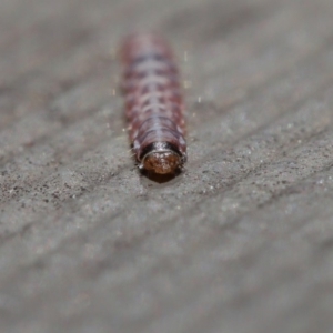 Lepidoptera unclassified IMMATURE moth at Hackett, ACT - 3 Sep 2019