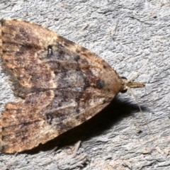 Alapadna pauropis (Variable Spot-wing) at Rosedale, NSW - 30 Aug 2019 by jb2602