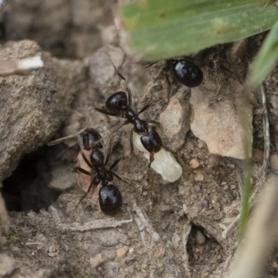 Papyrius nitidus (Shining Coconut Ant) at Michelago, NSW - 5 Apr 2019 by Illilanga