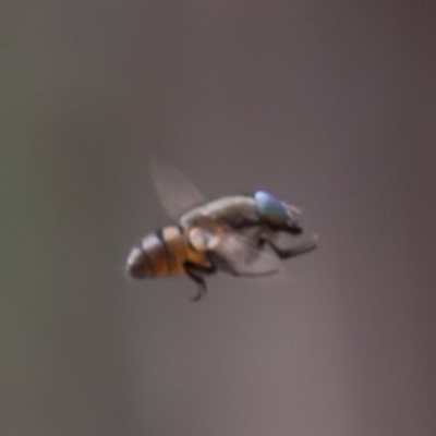 Rhiniidae sp. (family) (Snout fly) at Majura, ACT - 5 Sep 2019 by rawshorty