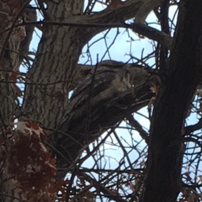 Podargus strigoides (Tawny Frogmouth) at Watson, ACT - 5 Sep 2019 by dawn_chorus