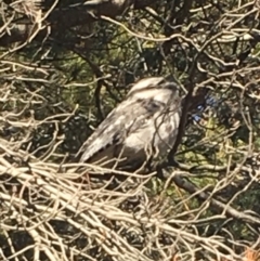 Podargus strigoides at Watson, ACT - 5 Sep 2019