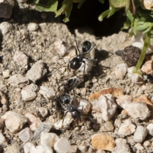 Iridomyrmex sp. (genus) at Michelago, NSW - 3 Nov 2018