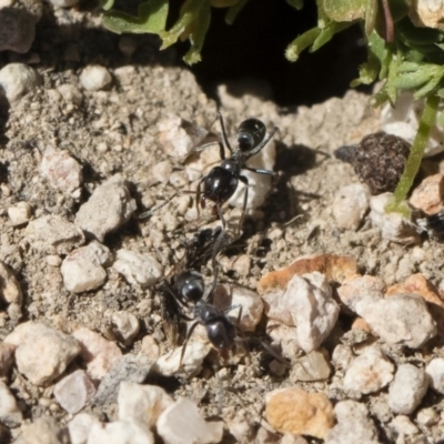 Iridomyrmex sp. (genus) (Ant) at Michelago, NSW - 3 Nov 2018 by Illilanga