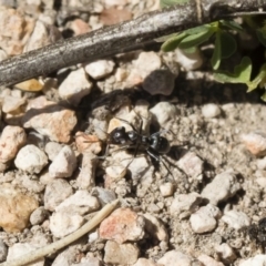 Iridomyrmex sp. (genus) at Michelago, NSW - 3 Nov 2018