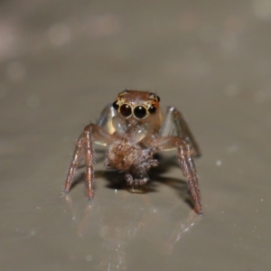 Prostheclina sp (genus) at Acton, ACT - 3 Sep 2019 02:14 PM