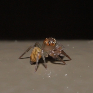 Prostheclina sp (genus) at Acton, ACT - 3 Sep 2019 02:14 PM