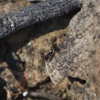 Monomorium sp. (genus) (A Monomorium ant) at Michelago, NSW - 2 Nov 2018 by Illilanga