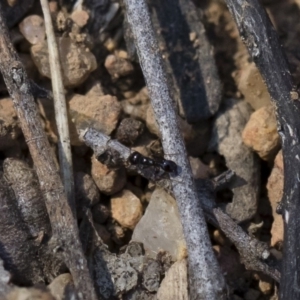 Monomorium sp. (genus) at Michelago, NSW - 3 Nov 2018