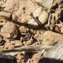 Monomorium sp. (genus) at Michelago, NSW - 3 Nov 2018