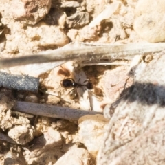 Monomorium sp. (genus) at Michelago, NSW - 3 Nov 2018 09:32 AM