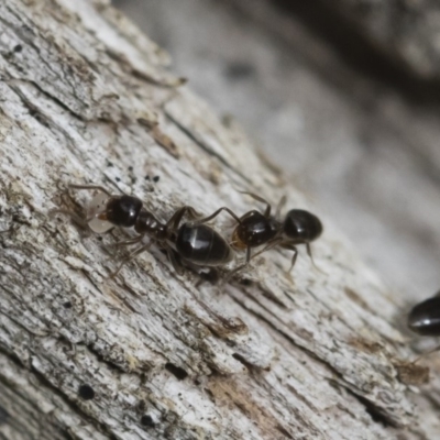 Technomyrmex sp. (genus) at Michelago, NSW - 16 Dec 2018 by Illilanga