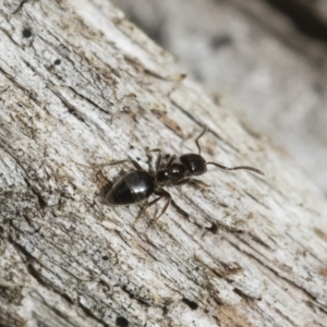 Technomyrmex sp. (genus) at Michelago, NSW - 16 Dec 2018 03:36 PM