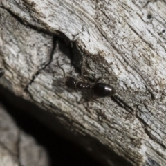 Technomyrmex sp. (genus) at Michelago, NSW - 16 Dec 2018