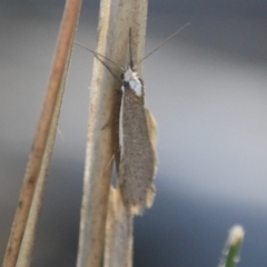 Philobota thiogramma at Deakin, ACT - 4 Sep 2019 by LisaH