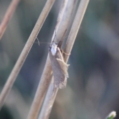 Philobota thiogramma at Deakin, ACT - 4 Sep 2019