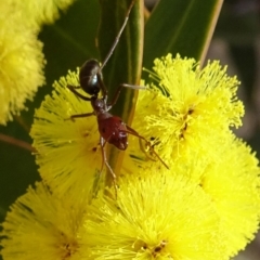 Iridomyrmex purpureus (Meat Ant) at Molonglo Valley, ACT - 5 Sep 2019 by galah681