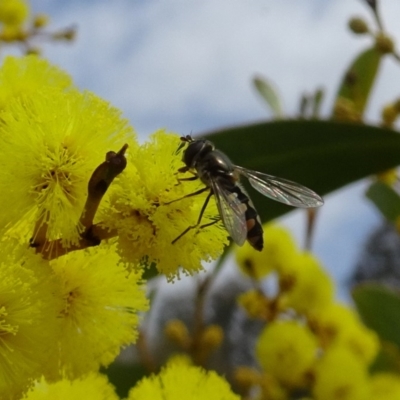 Melangyna viridiceps (Hover fly) at Sth Tablelands Ecosystem Park - 5 Sep 2019 by galah681
