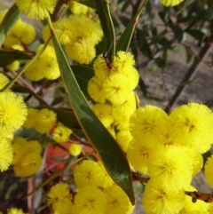 Acacia pycnantha (Golden Wattle) at Sth Tablelands Ecosystem Park - 5 Sep 2019 by galah681