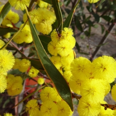 Acacia pycnantha (Golden Wattle) at Molonglo Valley, ACT - 5 Sep 2019 by galah681