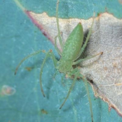 Araneus talipedatus (Slender green orb-weaver) at Hall, ACT - 1 Sep 2019 by Harrisi