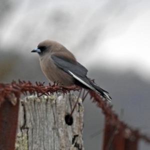 Artamus cyanopterus cyanopterus at Paddys River, ACT - 5 Sep 2019