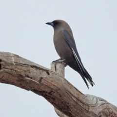 Artamus cyanopterus at Paddys River, ACT - 5 Sep 2019 01:07 PM