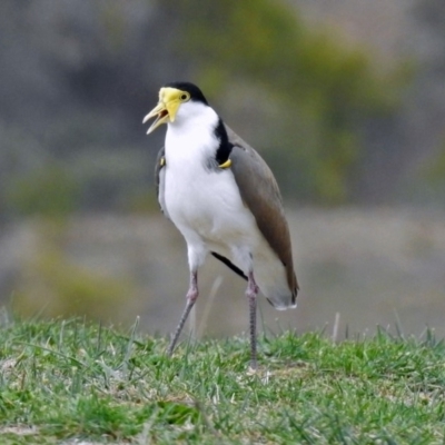 Vanellus miles (Masked Lapwing) at Tharwa, ACT - 5 Sep 2019 by RodDeb