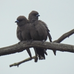 Artamus cyanopterus cyanopterus (Dusky Woodswallow) at Tennent, ACT - 5 Sep 2019 by RodDeb