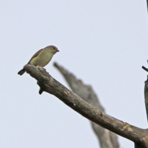 Smicrornis brevirostris at Tennent, ACT - 5 Sep 2019