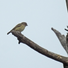 Smicrornis brevirostris at Tennent, ACT - 5 Sep 2019 02:15 PM