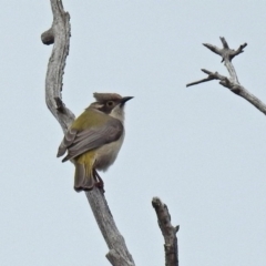 Melithreptus brevirostris (Brown-headed Honeyeater) at Paddys River, ACT - 5 Sep 2019 by RodDeb