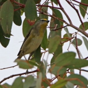 Pardalotus striatus at Tennent, ACT - 5 Sep 2019 02:04 PM