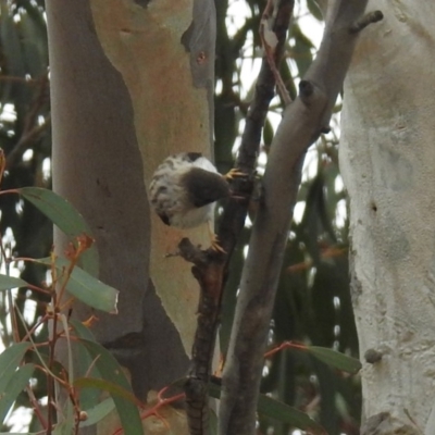 Daphoenositta chrysoptera (Varied Sittella) at Tennent, ACT - 5 Sep 2019 by RodDeb