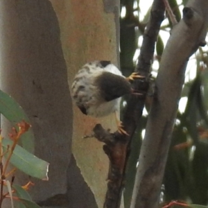 Daphoenositta chrysoptera at Tennent, ACT - 5 Sep 2019